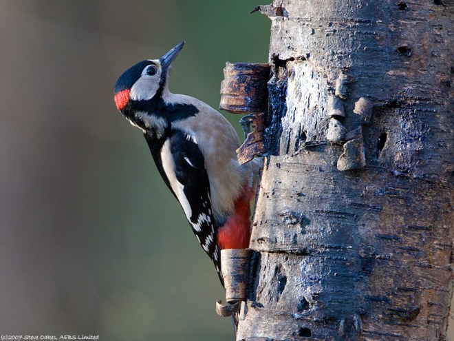 great-spotted-woodpecker-2