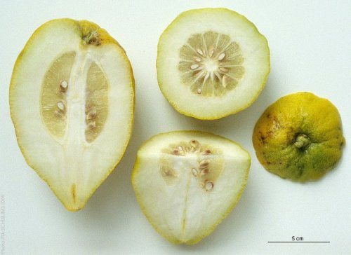 cut citron