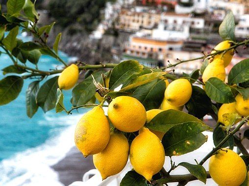 lemons Liguria